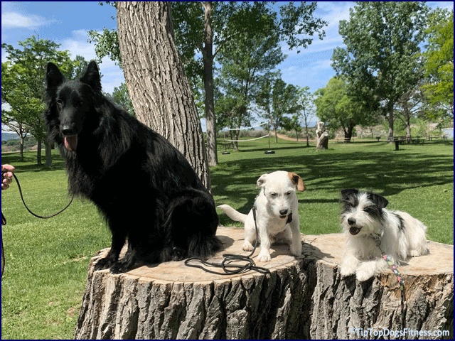 Fitness and Conditioning Videos and Classes