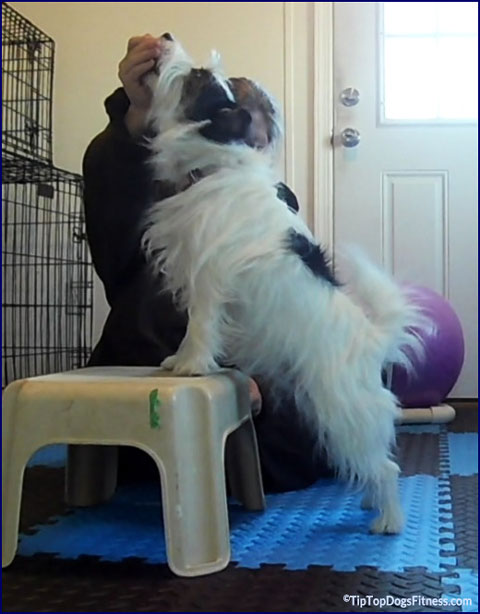 have fun training your dog