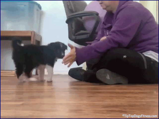 Canine Warm-Up and Cool-Down Exercises