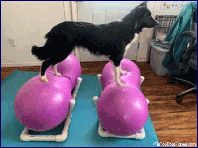 Dog Training - Body Awareness Classes