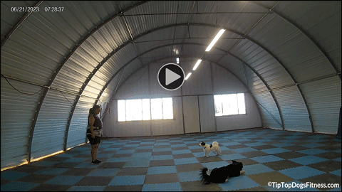 click for video of Brenda and Piper - Focus Workshop