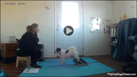 click for video of Brenda and Piper - JRT Class