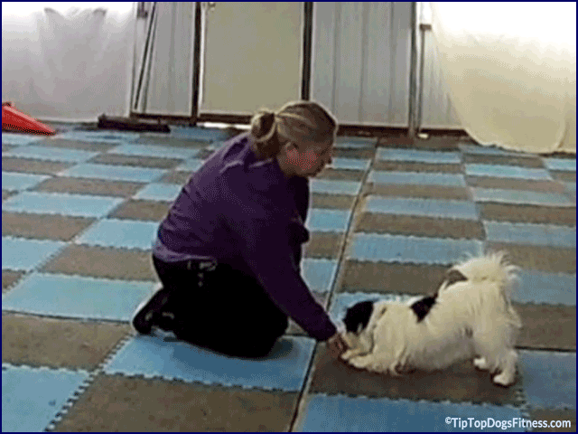 Fitness and Conditioning Videos and Classes